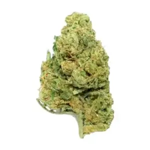 Blueberry Muffin Hidropónica plus 3gr